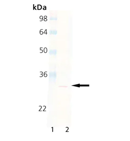 Western blot - Anti-Proteasome subunit beta type 2/PSMB2 antibody [MCP165] (AB22650)