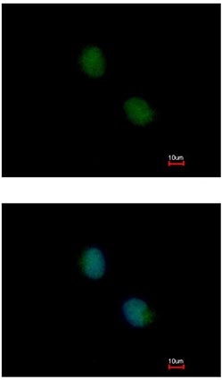 Immunocytochemistry/ Immunofluorescence - Anti-Proteasome subunit beta type-7 antibody (AB154745), expandable thumbnail