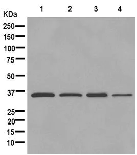 Western blot - Anti-Protective protein/Cathepsin A (PPCA) antibody [EPR10434] - BSA and Azide free (AB250368)