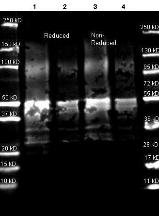 Western blot - Anti-Protein A antibody (AB181627)