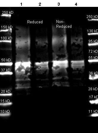 Western blot - Anti-Protein A antibody (AB181627)