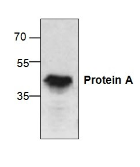 Western blot - Anti-Protein A antibody (AB60206)