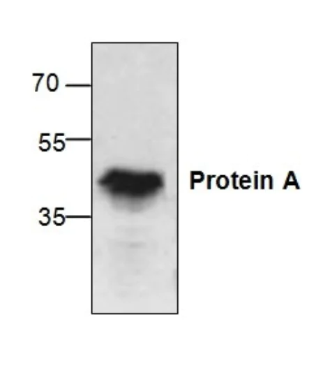 Western blot - Anti-Protein A antibody (AB60206)