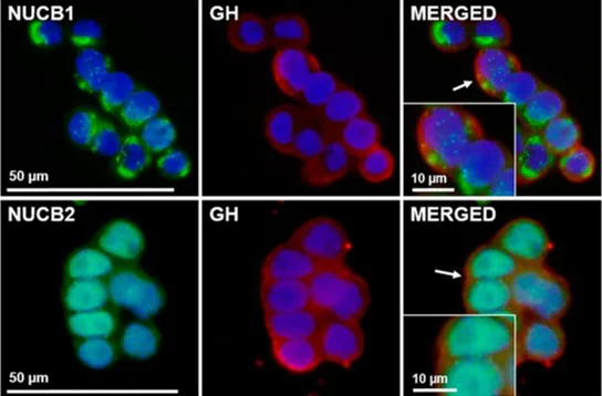 Immunocytochemistry - Protein Block (AB64226)