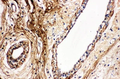 Immunohistochemistry (Formalin/PFA-fixed paraffin-embedded sections) - Anti-Protein C antibody (AB131251)