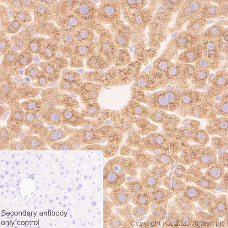Immunohistochemistry (Formalin/PFA-fixed paraffin-embedded sections) - Anti-Protein C antibody [EPR28195-90] (AB313386)