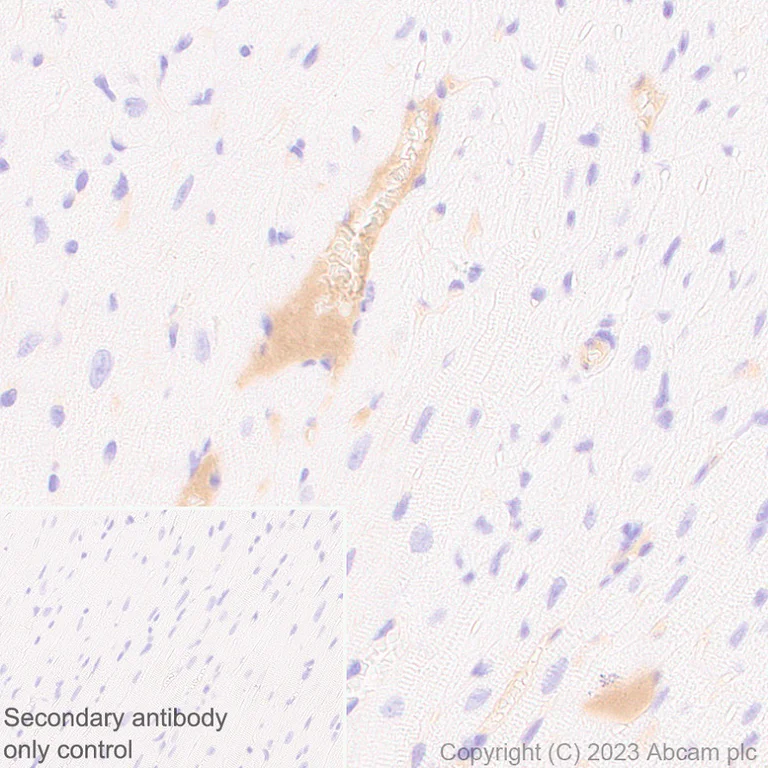 Immunohistochemistry (Formalin/PFA-fixed paraffin-embedded sections) - Anti-Protein C antibody [EPR28195-90] - BSA and Azide free (AB313387)