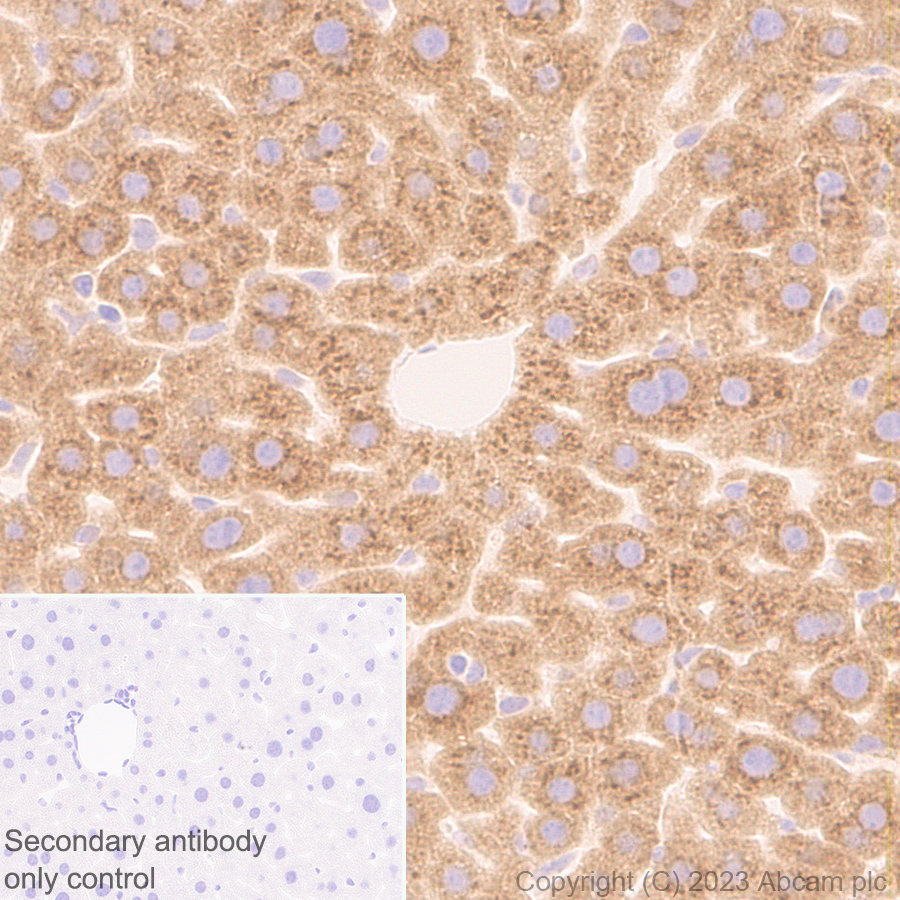 Immunohistochemistry (Formalin/PFA-fixed paraffin-embedded sections) - Anti-Protein C antibody [EPR28195-90] - BSA and Azide free (AB313387), expandable thumbnail