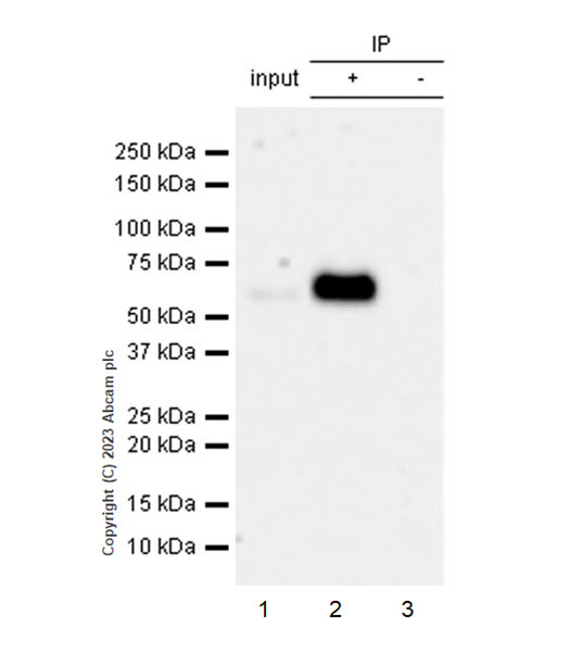Immunoprecipitation - Anti-Protein C antibody [EPR28195-90] - BSA and Azide free (AB313387), expandable thumbnail