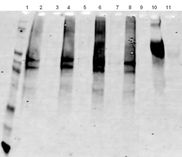 Protein Carbonyl Assay Kit (Western Blot) (ab178020) | Abcam