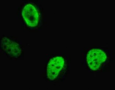Immunocytochemistry/ Immunofluorescence - Anti-Protein CASP antibody [2A10] - BSA and Azide free (AB54583)