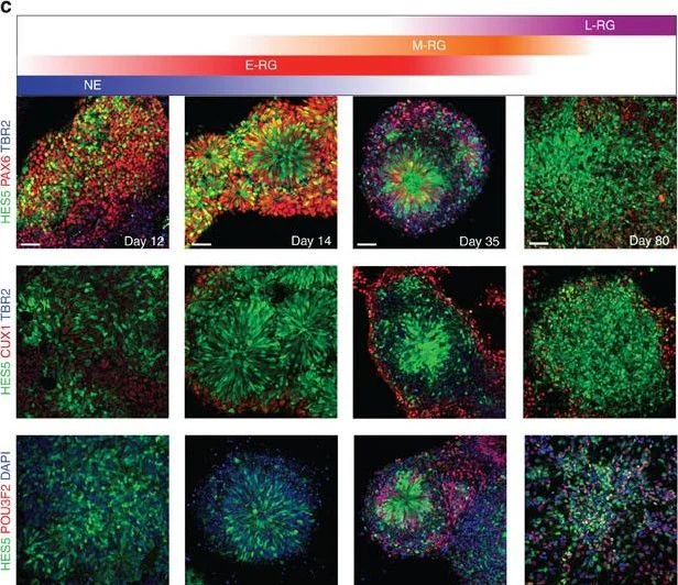 Immunocytochemistry/ Immunofluorescence - Anti-Protein CASP antibody [2A10] - BSA and Azide free (AB54583)