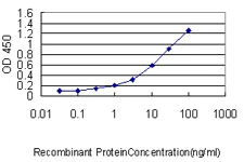 Sandwich ELISA - Anti-Protein CASP antibody [2A10] - BSA and Azide free (AB54583)