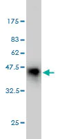 Western blot - Anti-Protein CASP antibody [2A10] - BSA and Azide free (AB54583)
