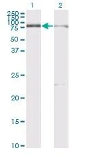 Western blot - Anti-Protein CASP antibody [2A10] - BSA and Azide free (AB54583)