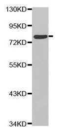 Western blot - Anti-Protein CASP antibody (AB230844)