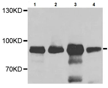 Western blot - Anti-Protein CASP antibody (AB230844)