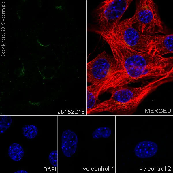 Immunocytochemistry/ Immunofluorescence - Anti-Protein CASP antibody [EPR18806] - BSA and Azide free (AB250607)