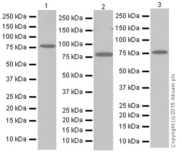 Western blot - Anti-Protein CASP antibody [EPR18806] - BSA and Azide free (AB250607)