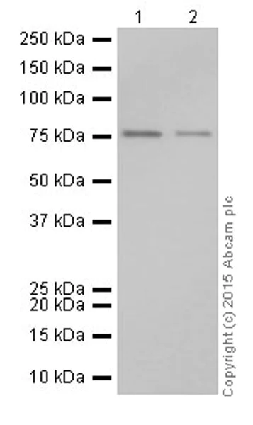 Western blot - Anti-Protein CASP antibody [EPR18806] - BSA and Azide free (AB250607)