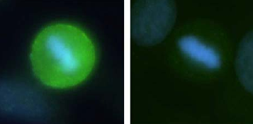 Immunocytochemistry/ Immunofluorescence - Anti-Protein phosphatase 1 inhibitor subunit 2 (phospho T72) antibody (AB27850), expandable thumbnail