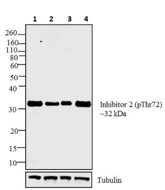 Western blot - Anti-Protein phosphatase 1 inhibitor subunit 2 (phospho T72) antibody (AB27850), expandable thumbnail
