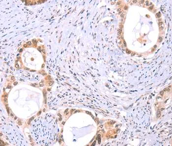 Immunohistochemistry (Formalin/PFA-fixed paraffin-embedded sections) - Anti-Protein S antibody (AB197825)