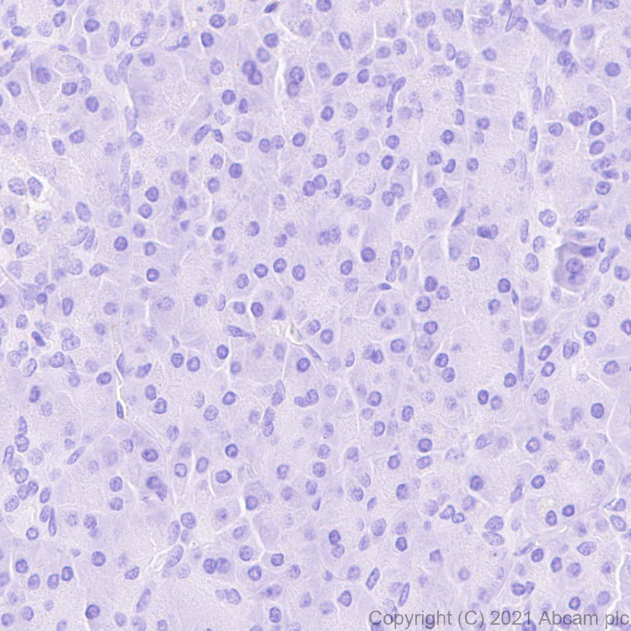 Immunohistochemistry (Formalin/PFA-fixed paraffin-embedded sections) - Anti-Protein S antibody [EPR24509-70] (ab280885), expandable thumbnail