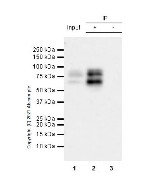 Immunoprecipitation - Anti-Protein S antibody [EPR24509-70] (AB280885), expandable thumbnail