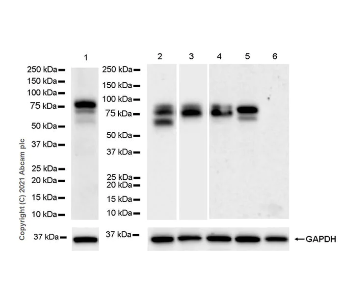 Western blot - Anti-Protein S antibody [EPR24509-70] - BSA and Azide free (AB280894)