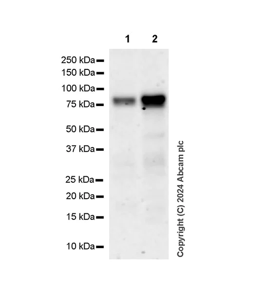 Western blot - Anti-Protein S antibody [EPR28196-36] (AB316281)