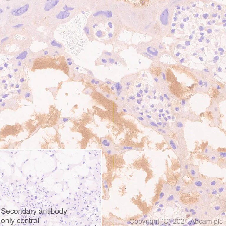 Immunohistochemistry (Formalin/PFA-fixed paraffin-embedded sections) - Anti-Protein S antibody [EPR28196-36] - BSA and Azide free (AB316282)