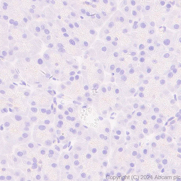 Immunohistochemistry (Formalin/PFA-fixed paraffin-embedded sections) - Anti-Protein S antibody [EPR28196-36] - BSA and Azide free (AB316282)