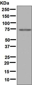Western blot - Anti-Protein S antibody [EPSISR9] (AB133730)