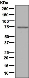 Western blot - Anti-Protein S antibody [EPSISR9] (AB133730)