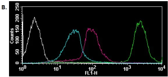 Flow Cytometry - Protein Synthesis Assay Kit (Green) (AB239725)