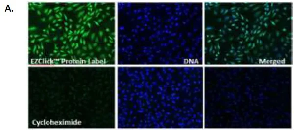 Fluorescence Microscopy - Protein Synthesis Assay Kit (Green) (AB239725)