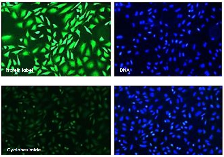 Fluorescence Microscopy - Protein Synthesis Assay Kit (Green, Microplate) (AB273286), expandable thumbnail