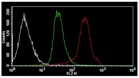 Functional Studies - Protein Synthesis Assay Kit (Red) (AB235634)
