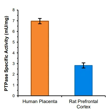 Functional Studies - Protein Tyrosine Phosphatase Assay Kit (AB241032)