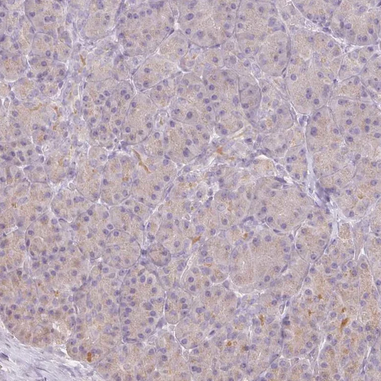 Immunohistochemistry (Formalin/PFA-fixed paraffin-embedded sections) - Anti-Protein Z antibody (AB254934)
