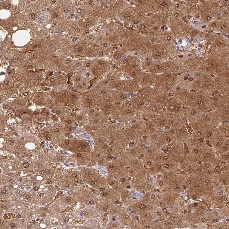 Immunohistochemistry (Formalin/PFA-fixed paraffin-embedded sections) - Anti-Protein Z antibody (AB254934)