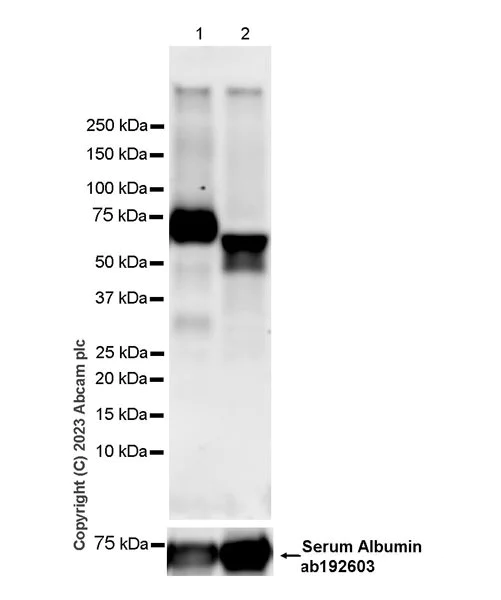 Western blot - Anti-Protein Z antibody [EPR25824-16] (AB314743)