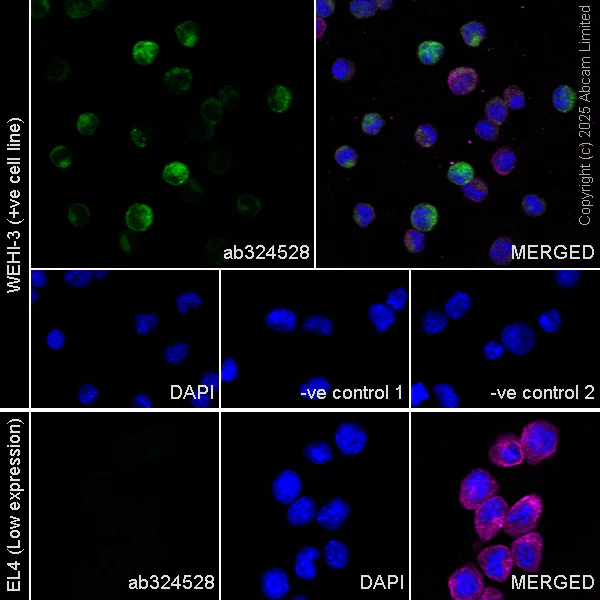 Immunocytochemistry/ Immunofluorescence - Anti-Proteinase 3/Myeloblastin antibody [EPR29801-588] - BSA and Azide free (AB324536)