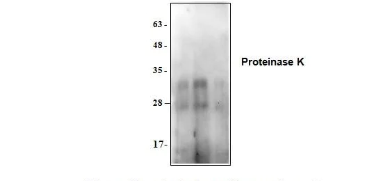 Western blot - Anti-Proteinase K antibody (AB286163)
