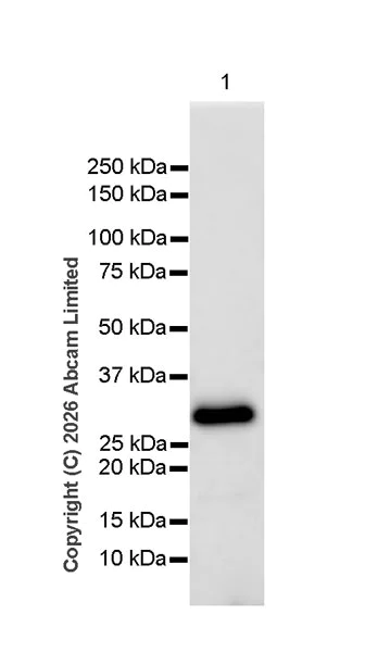 Western blot - Anti-Proteinase K antibody [EPR29774-70] (AB325745)