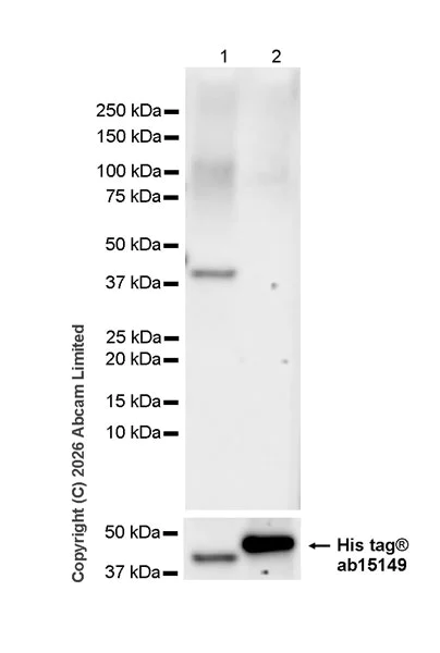 Western blot - Anti-Proteinase K antibody [EPR29774-70] (AB325745)