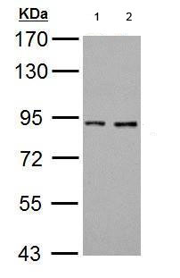 Western blot - Anti-Prothrombin antibody (AB184015), expandable thumbnail