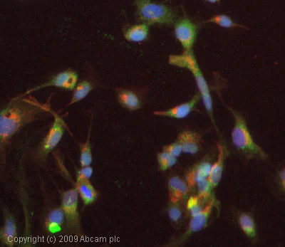 Immunocytochemistry/ Immunofluorescence - Anti-Prothrombin antibody (AB48627)