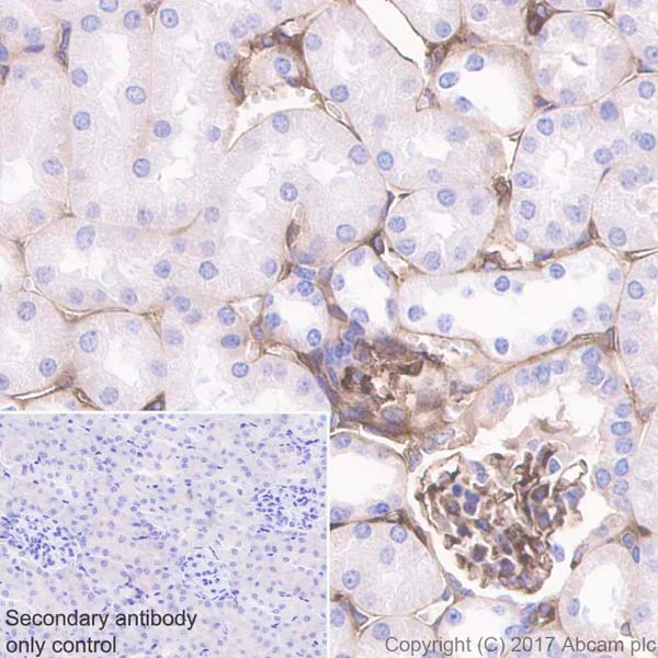 Immunohistochemistry (Formalin/PFA-fixed paraffin-embedded sections) - Anti-Prothrombin antibody [EPR20131] - BSA and Azide free (AB251497)